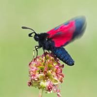 Five-Spot Burnet Moth taking off 